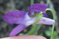 Viola riviniana