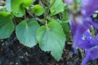 Viola riviniana