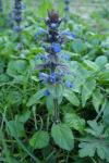 Ajuga reptans