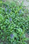 Ajuga reptans