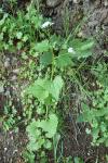 Alliaria petiolata
