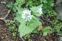 Alliaria petiolata