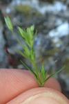 Sabulina tenuifolia