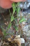 Sabulina tenuifolia