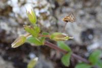 Cerastium fontanum subsp. vulgare