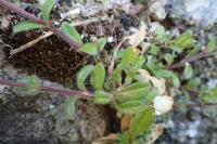 Cerastium fontanum subsp. vulgare