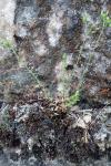 Cerastium fontanum subsp. vulgare