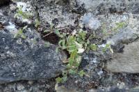 Cerastium fontanum subsp. vulgare