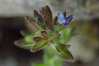 Veronica arvensis