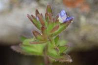 Veronica arvensis