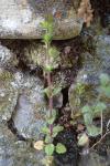 Veronica arvensis