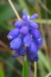 Muscari