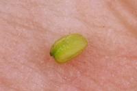 Valerianella locusta