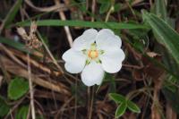 Potentilla montana