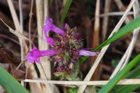 Betonica officinalis