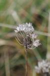 Allium ericetorum