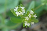 Valerianella locusta