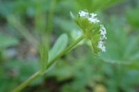 Valerianella locusta