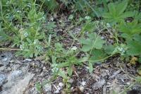 Valerianella locusta