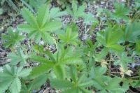 Potentilla reptans