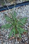 Plantago lanceolata