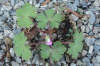 Geranium rotundifolium