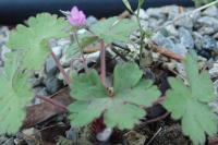 Geranium rotundifolium