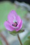 Geranium rotundifolium