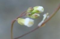Arabidopsis thaliana