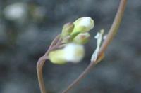 Arabidopsis thaliana