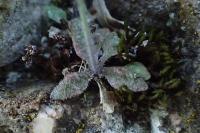 Arabidopsis thaliana