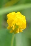 Medicago lupulina