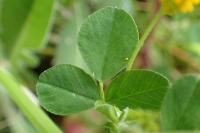 Medicago lupulina