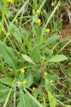 Medicago lupulina
