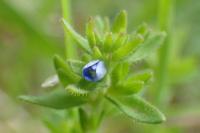 Veronica arvensis