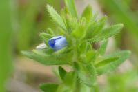 Veronica arvensis