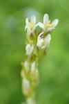 Arabis hirsuta