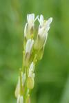 Arabis hirsuta