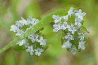 Valerianella locusta