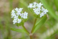 Valerianella locusta
