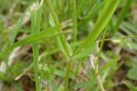 Valerianella locusta