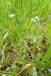 Valerianella locusta