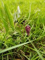 Fritillaria meleagris
