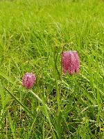 Fritillaria meleagris