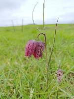 Fritillaria meleagris