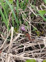 Fritillaria meleagris