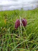 Fritillaria meleagris