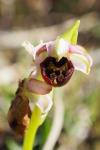 Ophrys exaltata