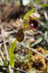 Ophrys exaltata