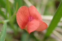 Lathyrus sphaericus